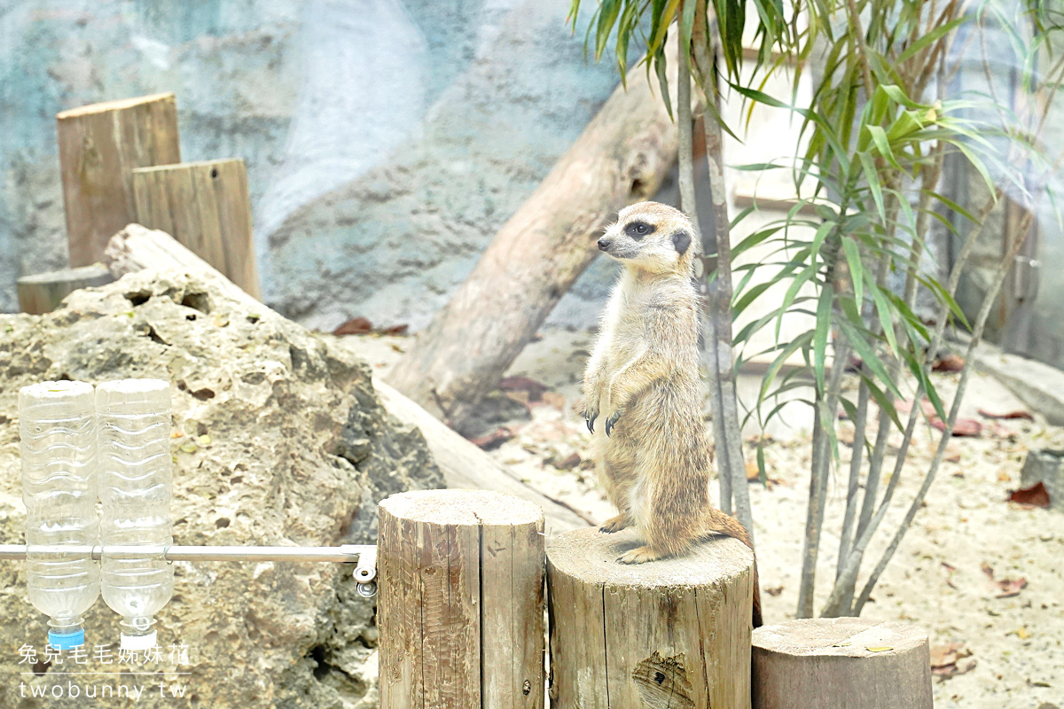 高雄壽山動物園｜全新天空步道、觀察廊道、小火車，獼猴陪吃體驗太難忘 @兔兒毛毛姊妹花