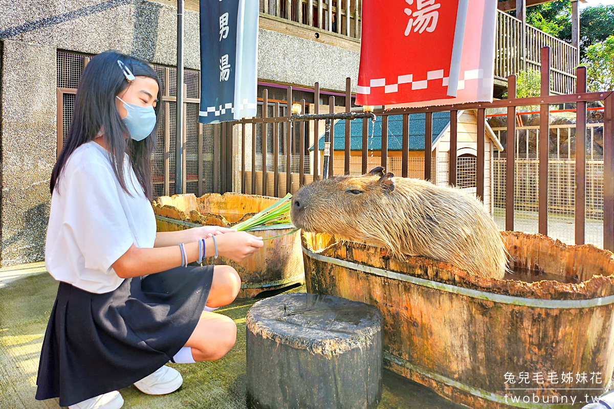 綠舞國際觀光飯店｜宜蘭五結親子飯店日式浴衣體驗、可愛萌寵互動、嗨翻天跳跳床 @兔兒毛毛姊妹花