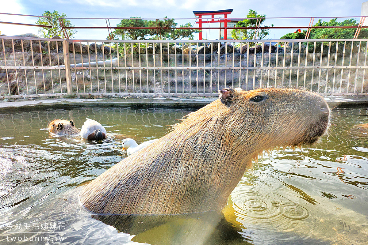 綠舞國際觀光飯店｜宜蘭五結親子飯店日式浴衣體驗、可愛萌寵互動、嗨翻天跳跳床 @兔兒毛毛姊妹花