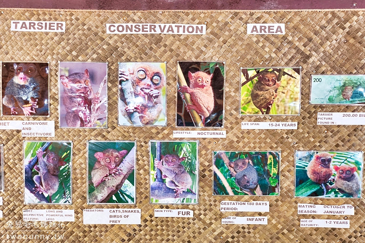 薄荷島景點》眼鏡猴保護區 Tarsier Conservation Area～來看菲律賓獨有、瀕臨絕種動物。順遊Bilar人造林 @兔兒毛毛姊妹花