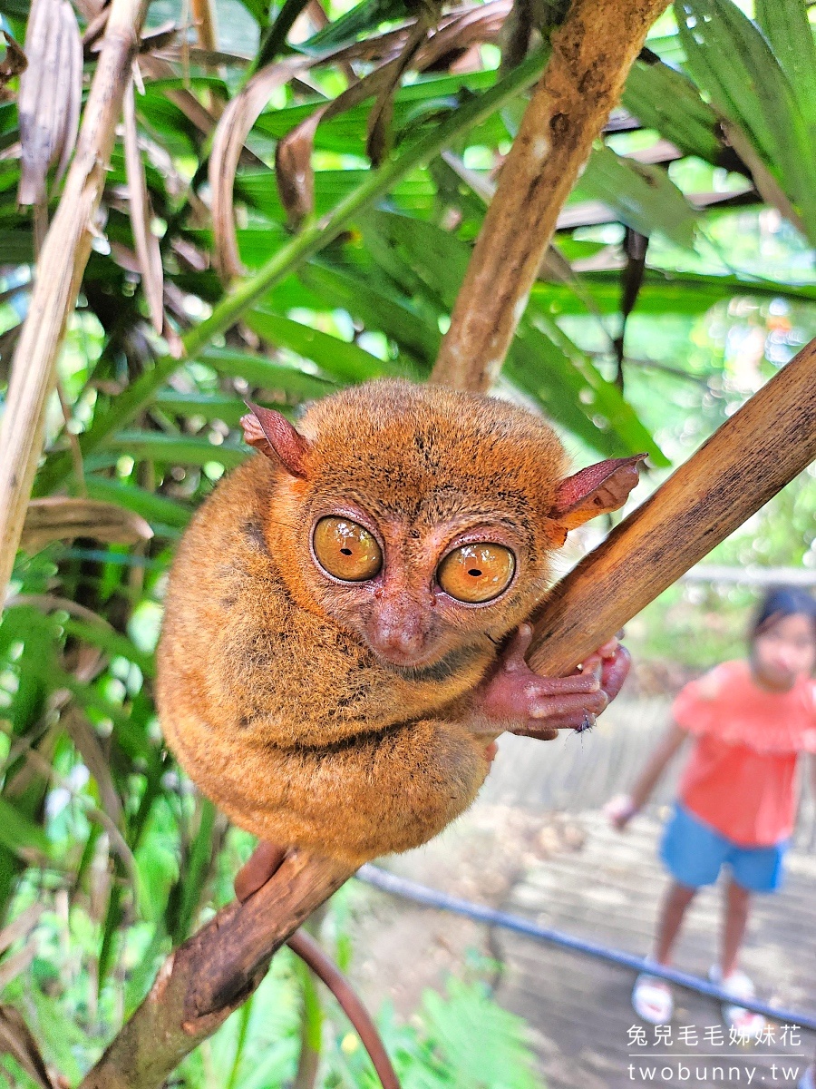 薄荷島景點》眼鏡猴保護區 Tarsier Conservation Area～來看菲律賓獨有、瀕臨絕種動物。順遊Bilar人造林 @兔兒毛毛姊妹花