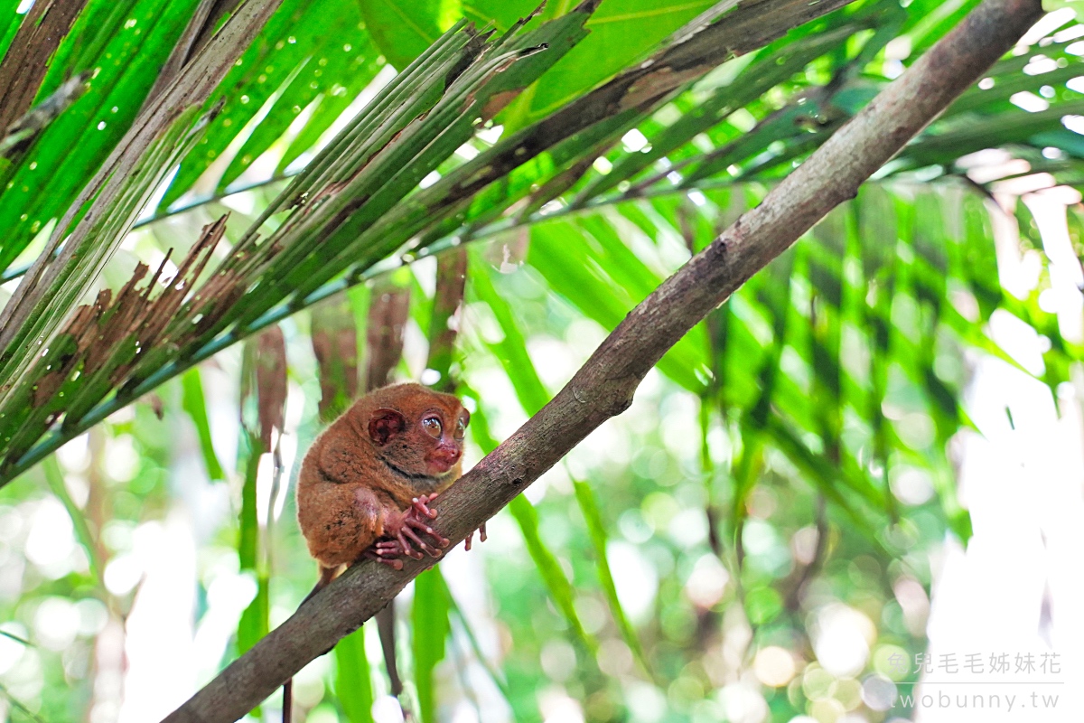 薄荷島景點》眼鏡猴保護區 Tarsier Conservation Area～來看菲律賓獨有、瀕臨絕種動物。順遊Bilar人造林 @兔兒毛毛姊妹花