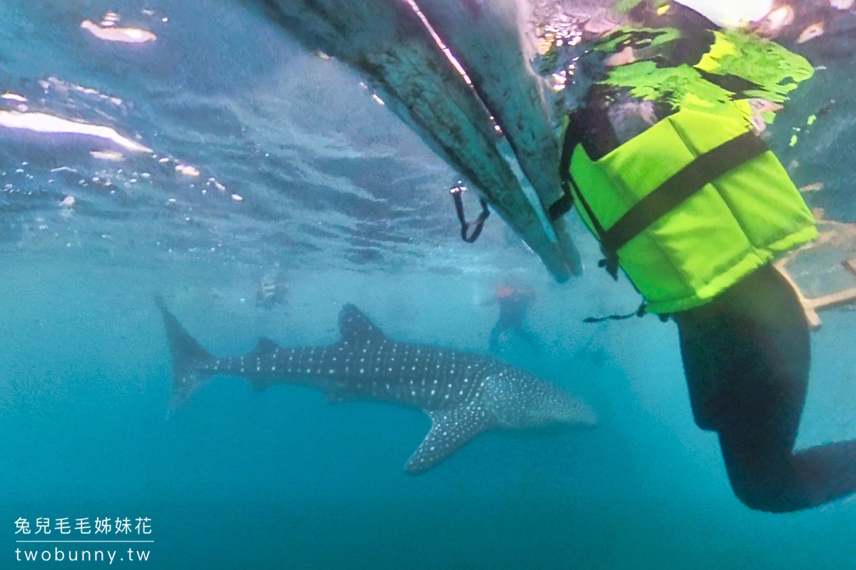 薄荷島景點》萊拉鯨鯊共游 LILA Taug Whaleshark Watching and Snorkeling~全新薄荷島鯨鯊村 @兔兒毛毛姊妹花