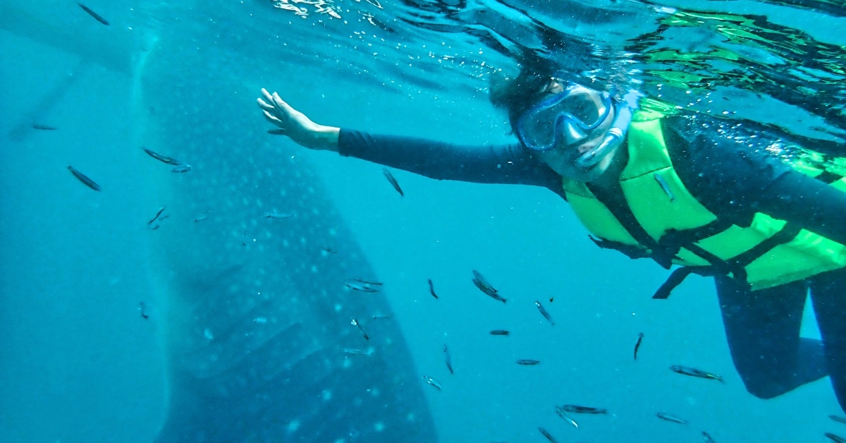 薄荷島景點》萊拉鯨鯊共游 LILA Taug Whaleshark Watching and Snorkeling~全新薄荷島鯨鯊村 @兔兒毛毛姊妹花