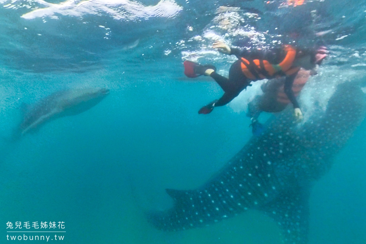 薄荷島景點》萊拉鯨鯊共游 LILA Taug Whaleshark Watching and Snorkeling~全新薄荷島鯨鯊村 @兔兒毛毛姊妹花