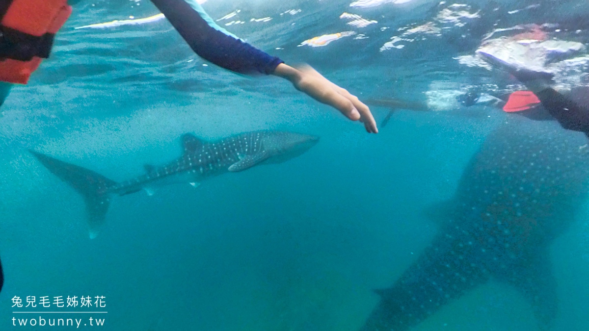 薄荷島景點》萊拉鯨鯊共游 LILA Taug Whaleshark Watching and Snorkeling~全新薄荷島鯨鯊村 @兔兒毛毛姊妹花