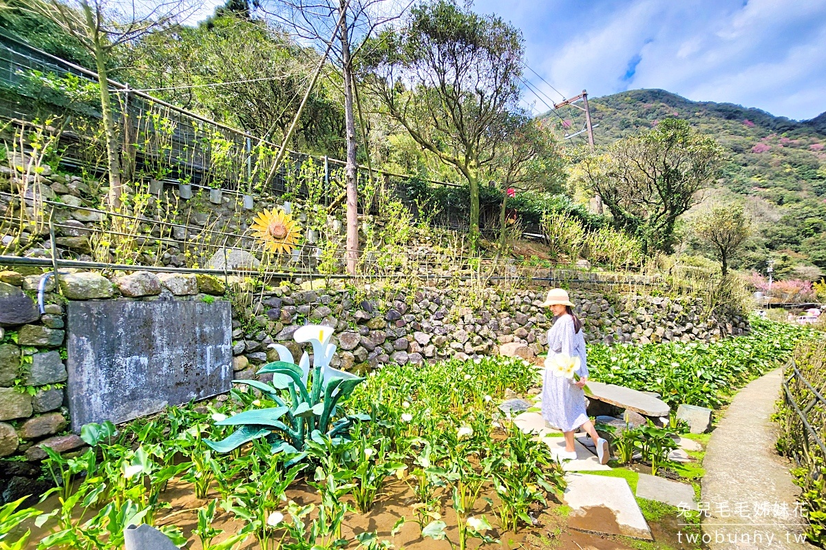 名陽匍休閒農莊｜陽明山最美最好拍的竹子湖海芋、繡球花田｜2024海芋季資訊 @兔兒毛毛姊妹花