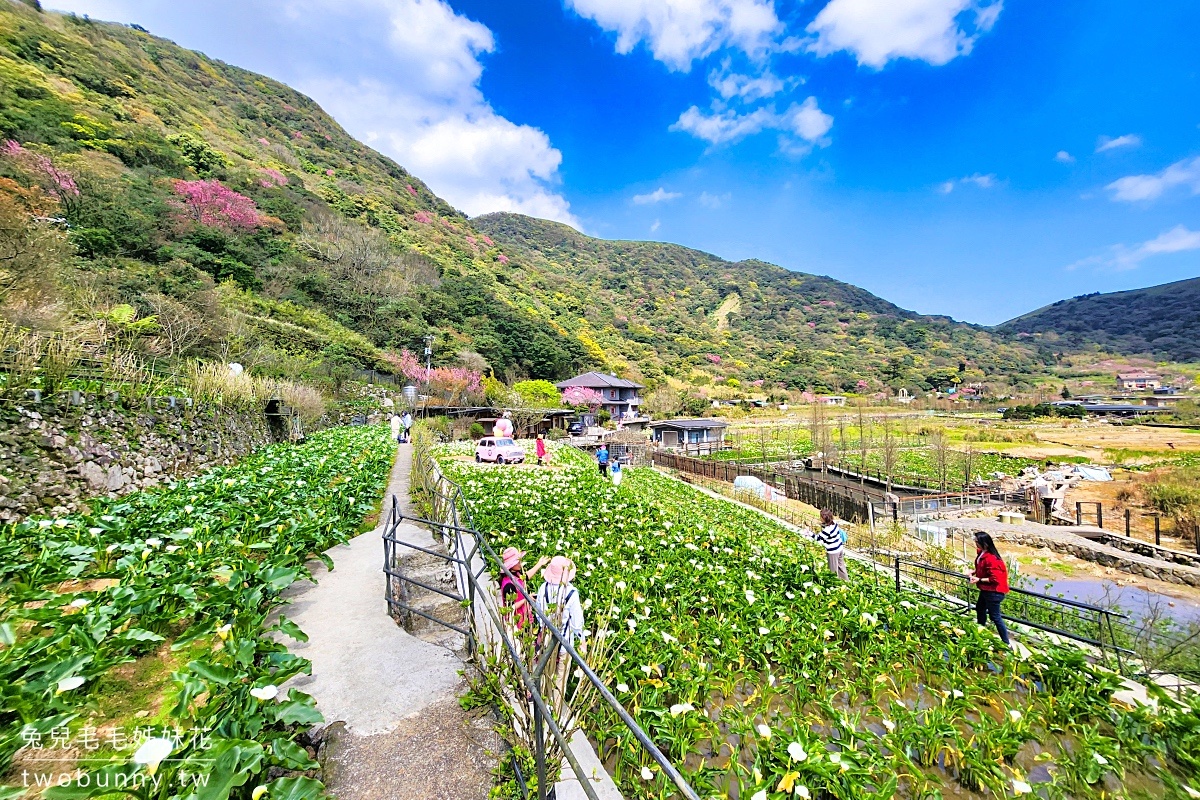 名陽匍休閒農莊｜陽明山最美最好拍的竹子湖海芋、繡球花田｜2024海芋季資訊 @兔兒毛毛姊妹花