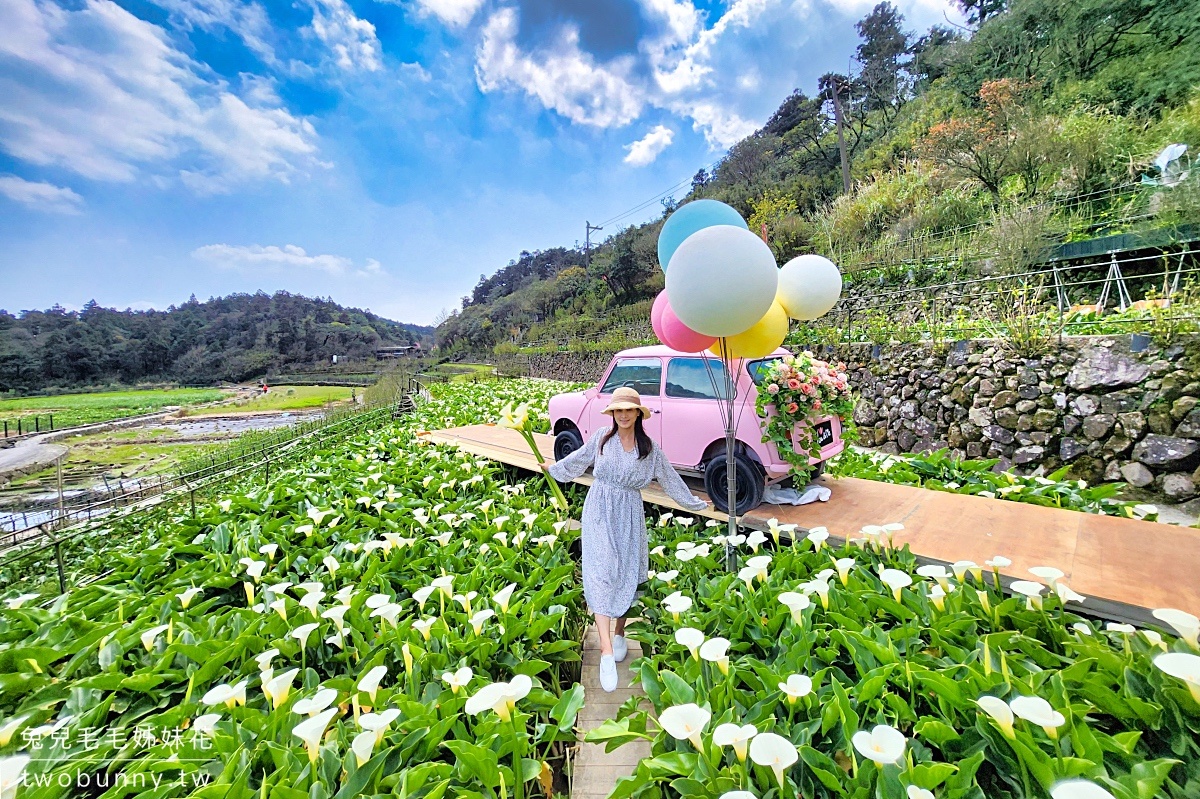 名陽匍休閒農莊｜陽明山最美最好拍的竹子湖海芋、繡球花田｜2024海芋季資訊 @兔兒毛毛姊妹花