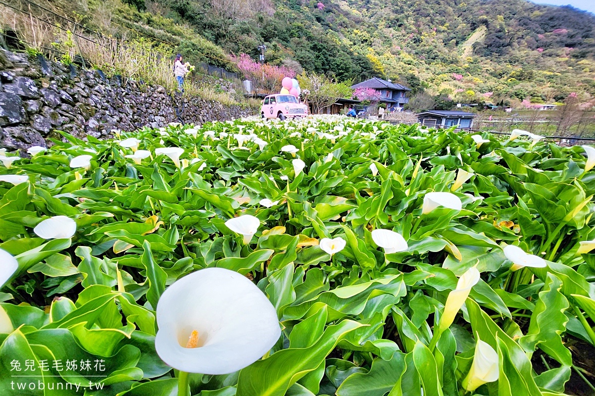 名陽匍休閒農莊｜陽明山最美最好拍的竹子湖海芋、繡球花田｜2024海芋季資訊 @兔兒毛毛姊妹花