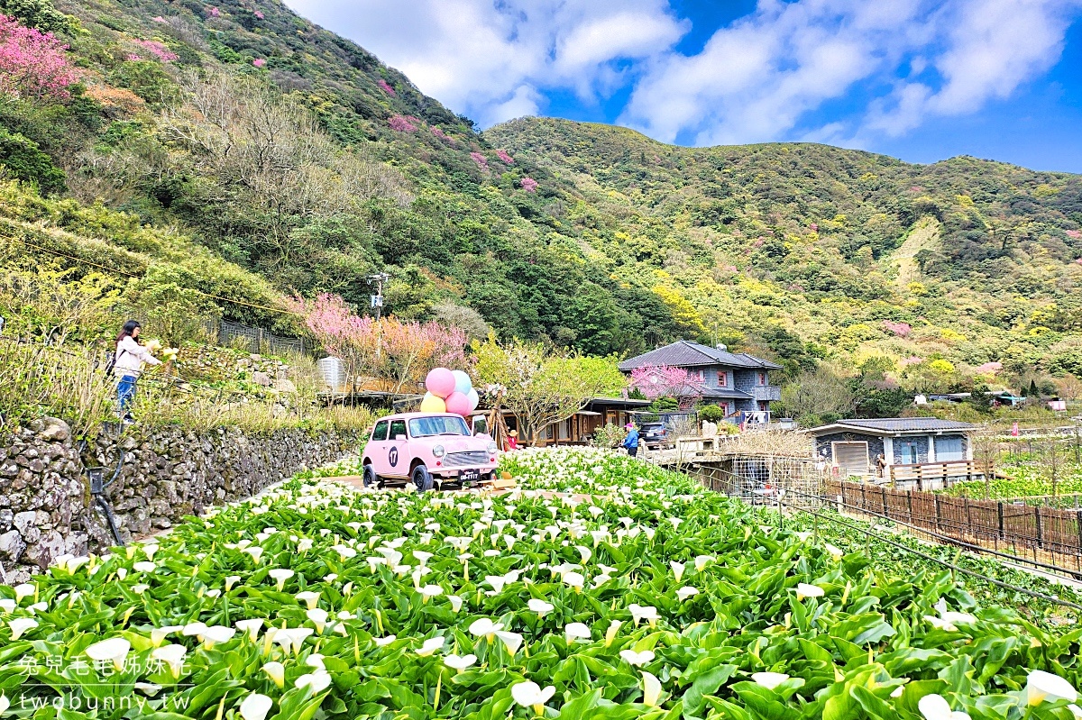 名陽匍休閒農莊｜陽明山最美最好拍的竹子湖海芋、繡球花田｜2024海芋季資訊 @兔兒毛毛姊妹花