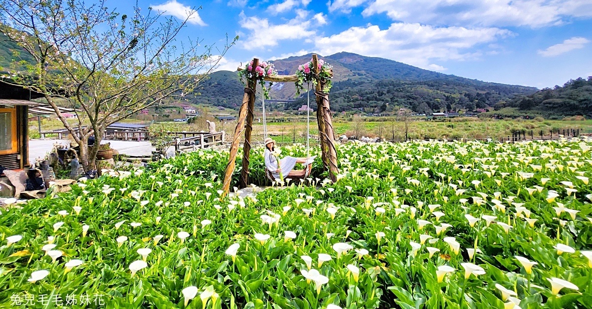 名陽匍休閒農莊｜陽明山最美最好拍的竹子湖海芋、繡球花田｜2024海芋季資訊 @兔兒毛毛姊妹花