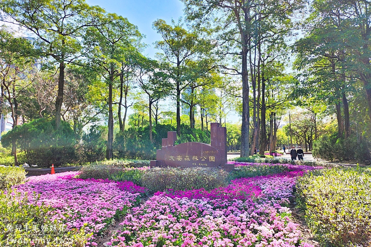 【大安森林公園落羽松】水岸落羽松木棧道太夢幻，搭捷運就能到的台北免費落羽松秘境 @兔兒毛毛姊妹花