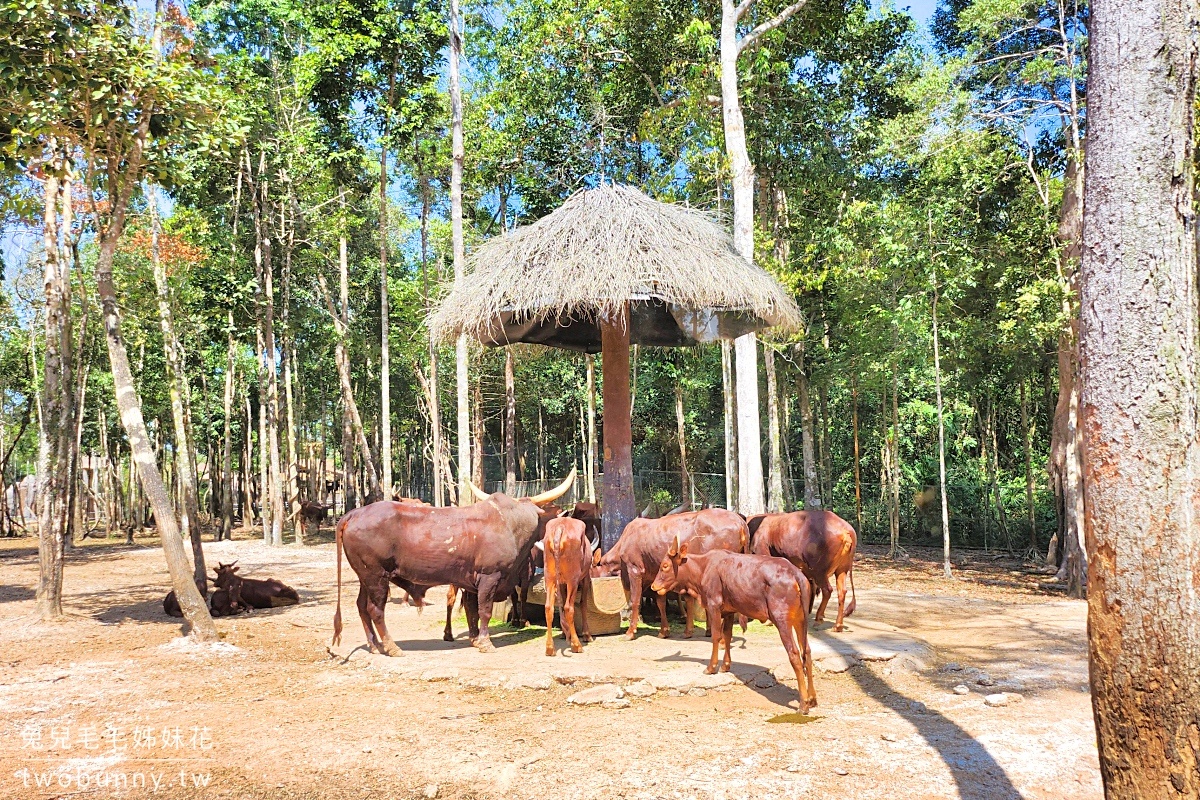 富國島珍珠野生動物園 Vinpearl Safari Phu Quoc｜長頸鹿、環尾狐猴都能近距離餵食 @兔兒毛毛姊妹花