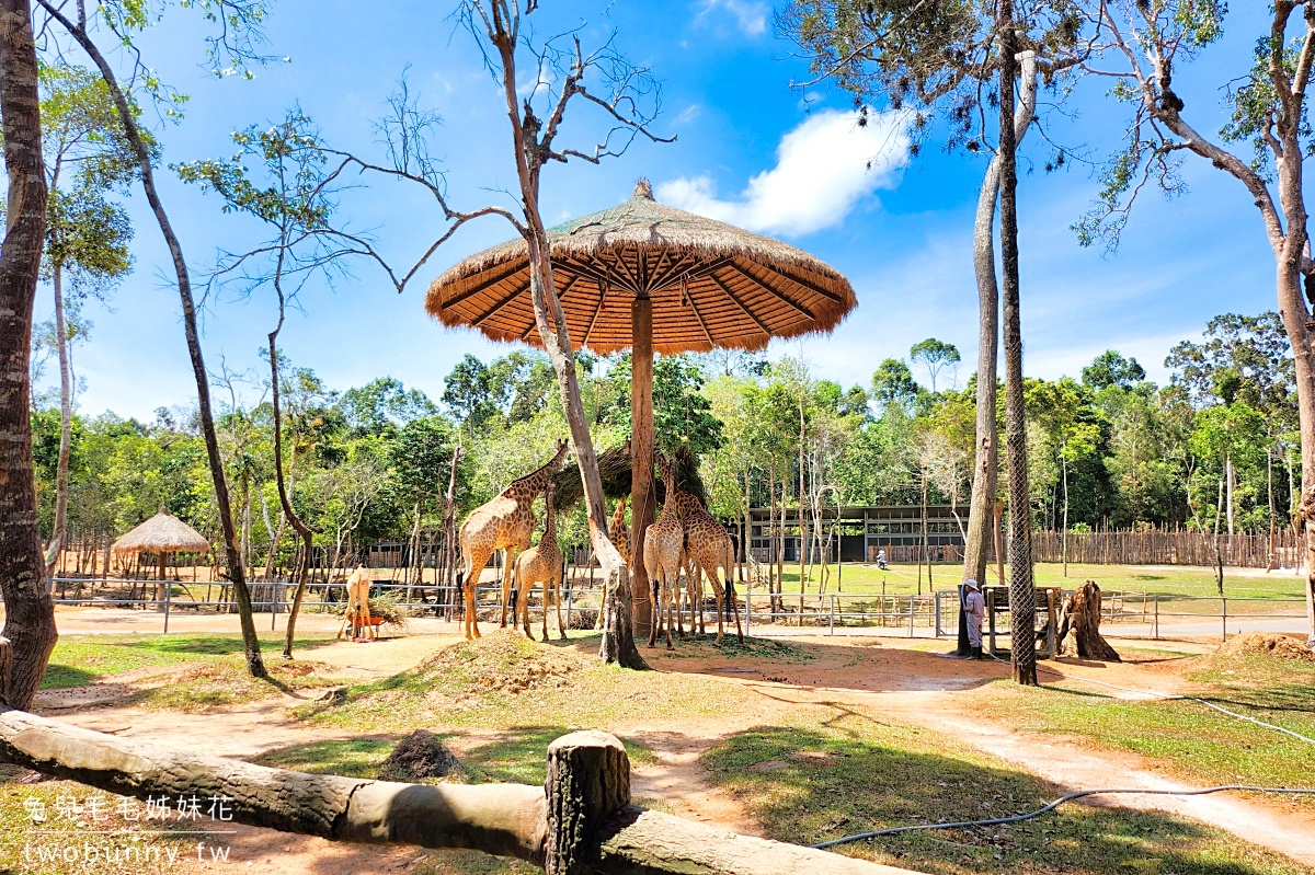 富國島珍珠野生動物園 Vinpearl Safari Phu Quoc｜長頸鹿、環尾狐猴都能近距離餵食 @兔兒毛毛姊妹花