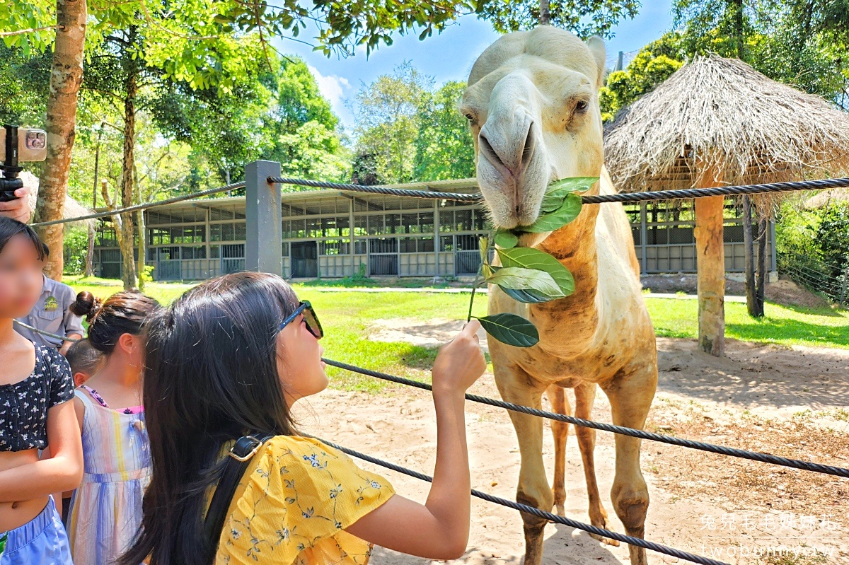 富國島珍珠野生動物園 Vinpearl Safari Phu Quoc｜長頸鹿、環尾狐猴都能近距離餵食 @兔兒毛毛姊妹花