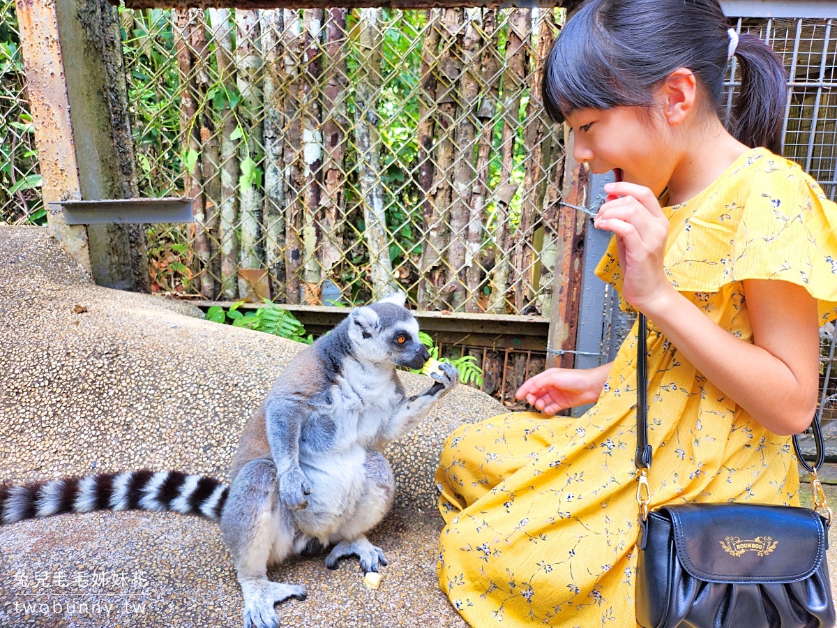 富國島珍珠野生動物園 Vinpearl Safari Phu Quoc｜長頸鹿、環尾狐猴都能近距離餵食 @兔兒毛毛姊妹花