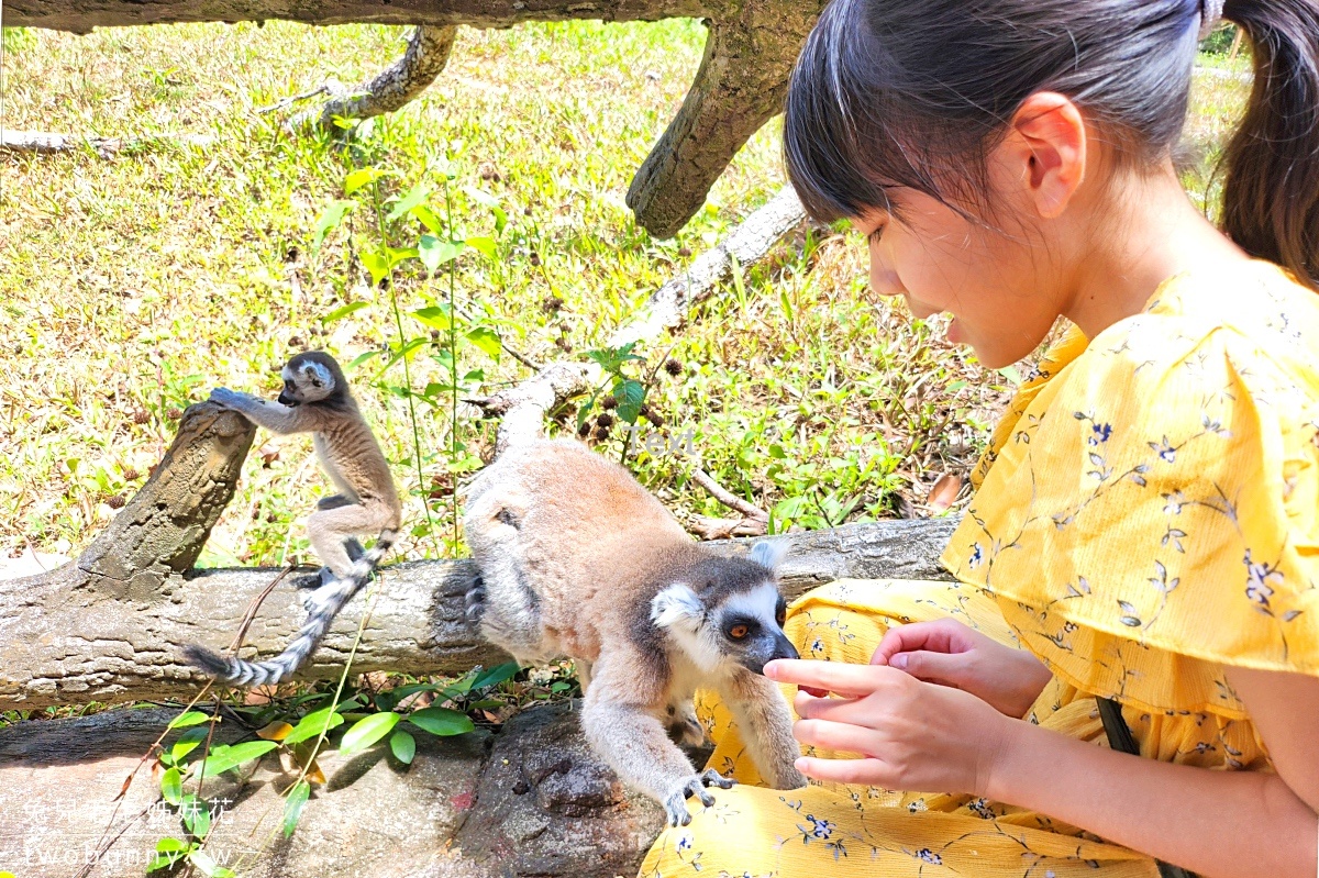 富國島珍珠野生動物園 Vinpearl Safari Phu Quoc｜長頸鹿、環尾狐猴都能近距離餵食 @兔兒毛毛姊妹花