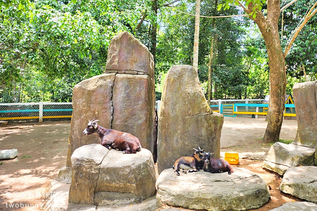 富國島珍珠野生動物園 Vinpearl Safari Phu Quoc｜長頸鹿、環尾狐猴都能近距離餵食 @兔兒毛毛姊妹花