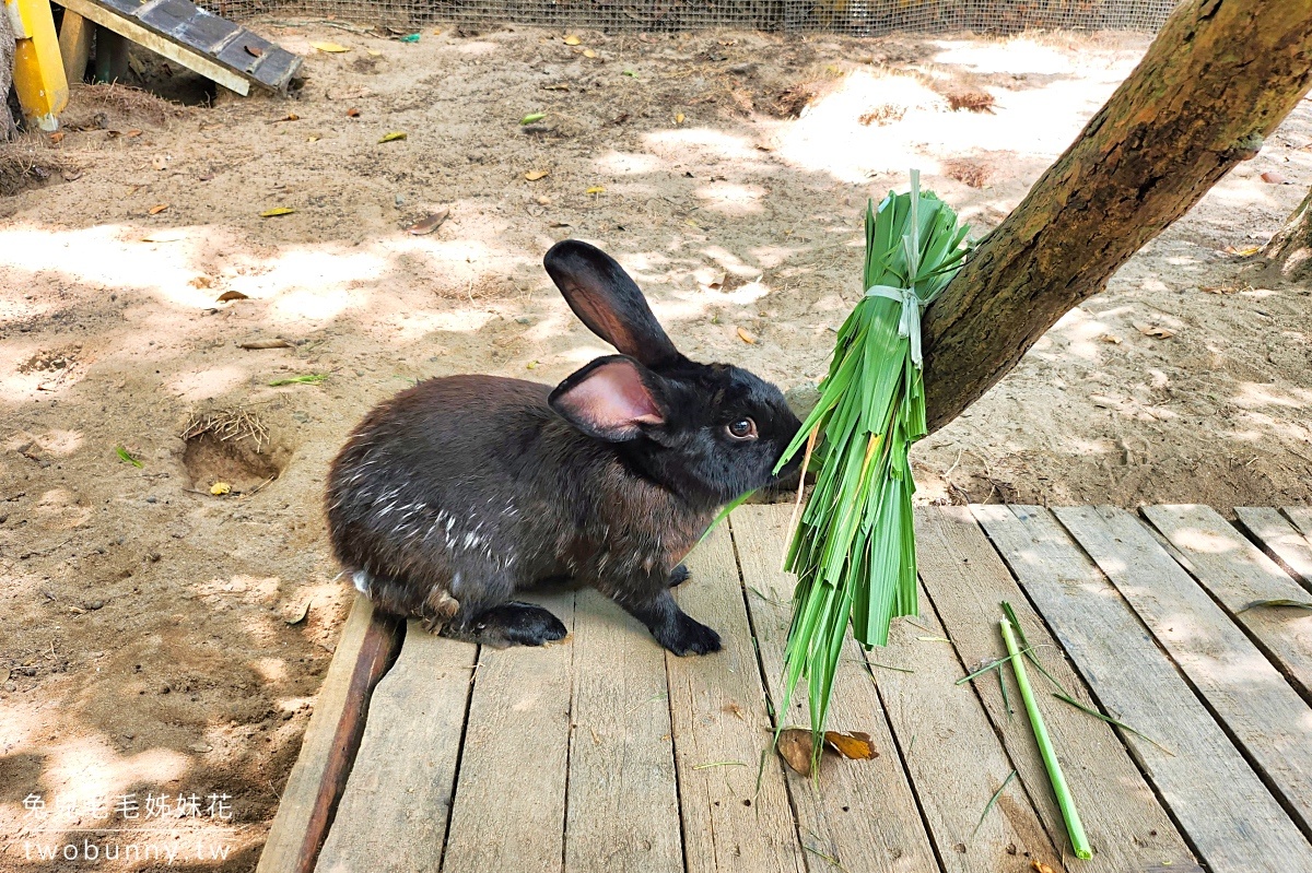 富國島珍珠野生動物園 Vinpearl Safari Phu Quoc｜長頸鹿、環尾狐猴都能近距離餵食 @兔兒毛毛姊妹花