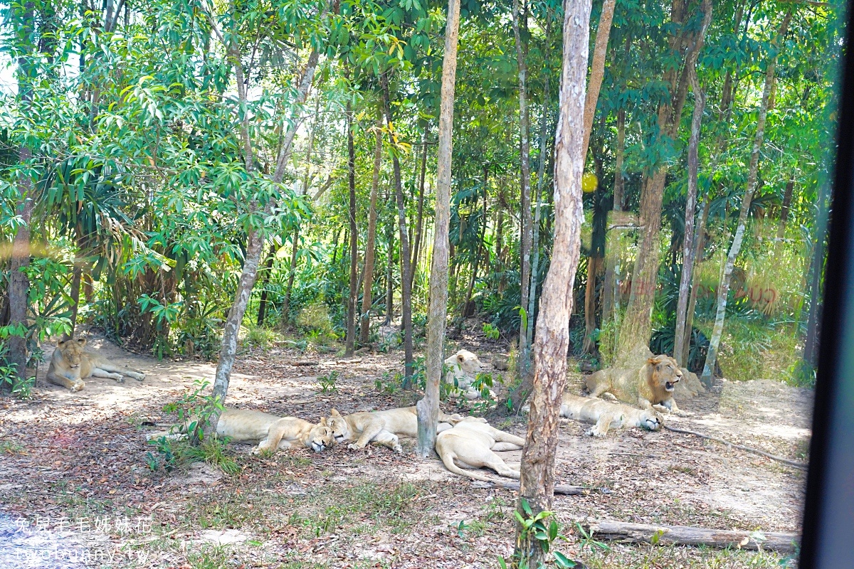 富國島珍珠野生動物園 Vinpearl Safari Phu Quoc｜長頸鹿、環尾狐猴都能近距離餵食 @兔兒毛毛姊妹花