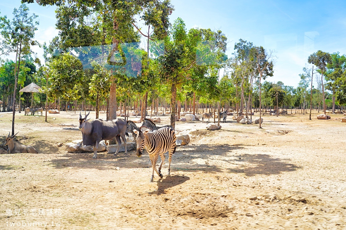 富國島珍珠野生動物園 Vinpearl Safari Phu Quoc｜長頸鹿、環尾狐猴都能近距離餵食 @兔兒毛毛姊妹花