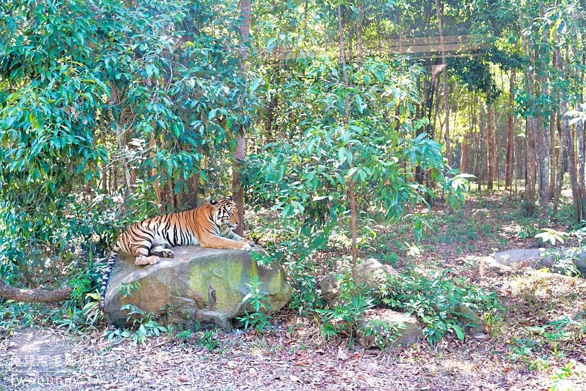 富國島珍珠野生動物園 Vinpearl Safari Phu Quoc｜長頸鹿、環尾狐猴都能近距離餵食 @兔兒毛毛姊妹花