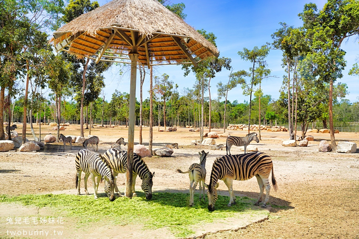 富國島珍珠野生動物園 Vinpearl Safari Phu Quoc｜長頸鹿、環尾狐猴都能近距離餵食 @兔兒毛毛姊妹花