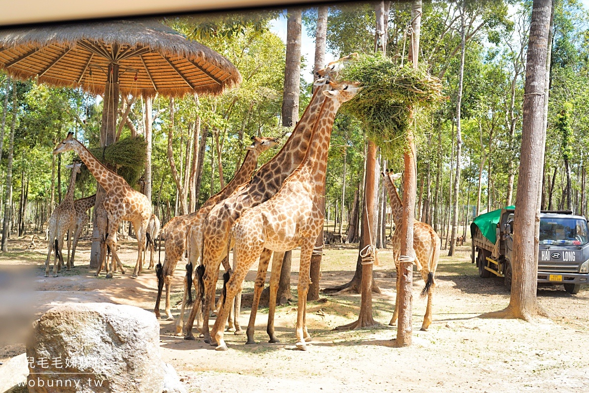 富國島珍珠野生動物園 Vinpearl Safari Phu Quoc｜長頸鹿、環尾狐猴都能近距離餵食 @兔兒毛毛姊妹花