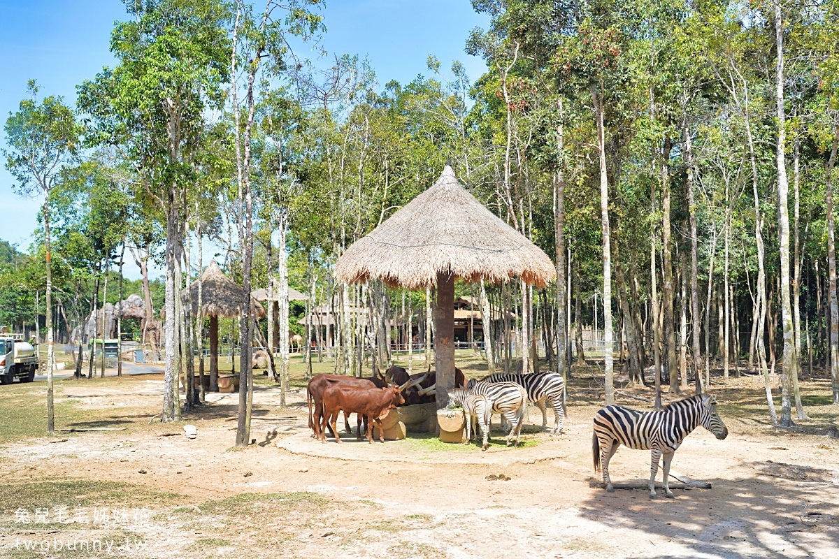 富國島珍珠野生動物園 Vinpearl Safari Phu Quoc｜長頸鹿、環尾狐猴都能近距離餵食 @兔兒毛毛姊妹花