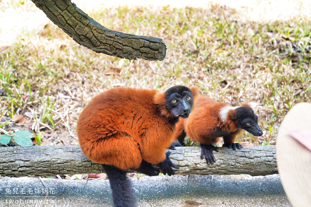 富國島珍珠野生動物園 Vinpearl Safari Phu Quoc｜長頸鹿、環尾狐猴都能近距離餵食 @兔兒毛毛姊妹花