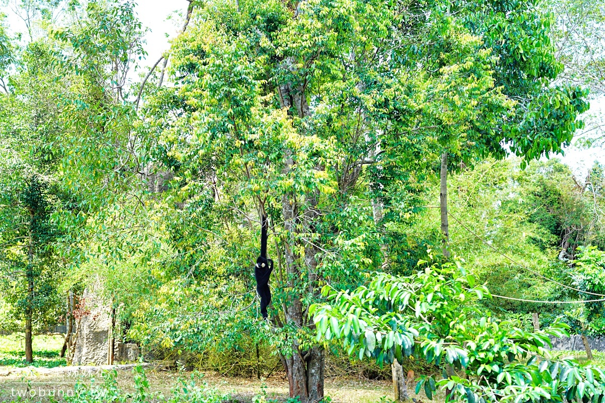 富國島珍珠野生動物園 Vinpearl Safari Phu Quoc｜長頸鹿、環尾狐猴都能近距離餵食 @兔兒毛毛姊妹花