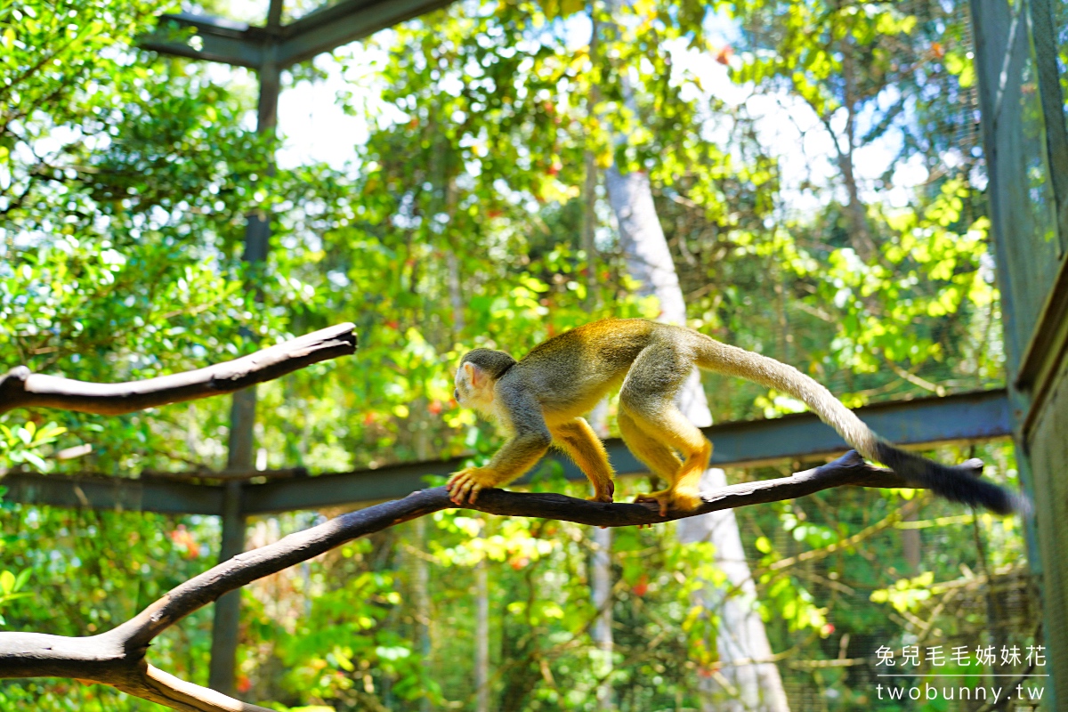 富國島珍珠野生動物園 Vinpearl Safari Phu Quoc｜長頸鹿、環尾狐猴都能近距離餵食 @兔兒毛毛姊妹花