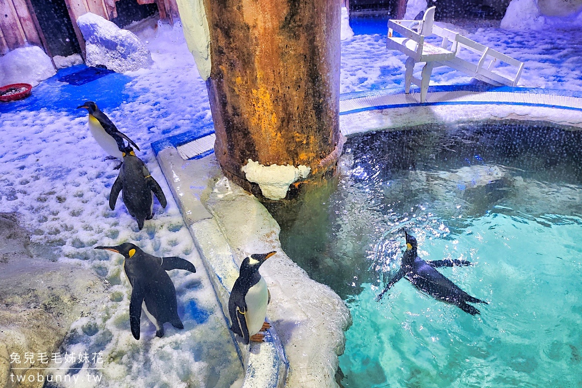 富國島大海龜水族館｜珍珠奇幻樂園 the Sea Shell 美人魚秀、海底隧道、室內遊戲區好好玩 @兔兒毛毛姊妹花