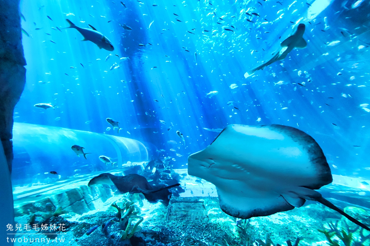 富國島大海龜水族館｜珍珠奇幻樂園 the Sea Shell 美人魚秀、海底隧道、室內遊戲區好好玩 @兔兒毛毛姊妹花