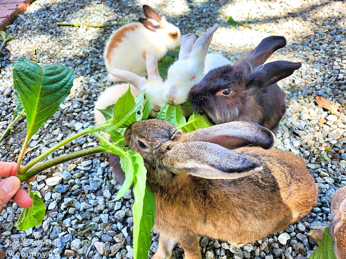 薄荷島景點》南方農場 South Farm Panglao-Bohol～隱藏版大農場，一票到底餵動物、騎馬 @兔兒毛毛姊妹花