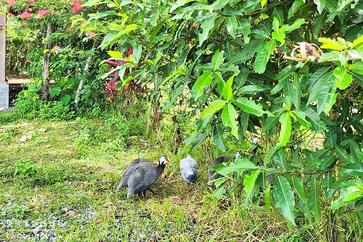 薄荷島景點》南方農場 South Farm Panglao-Bohol～隱藏版大農場，一票到底餵動物、騎馬 @兔兒毛毛姊妹花