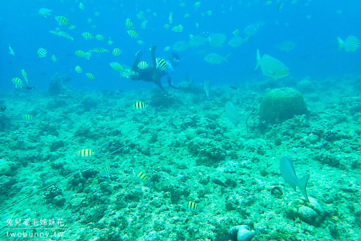 薄荷島跳島》巴里卡薩大斷層 Balicasag Island～世界級珊瑚保護區，超夢浮潛勝地 @兔兒毛毛姊妹花