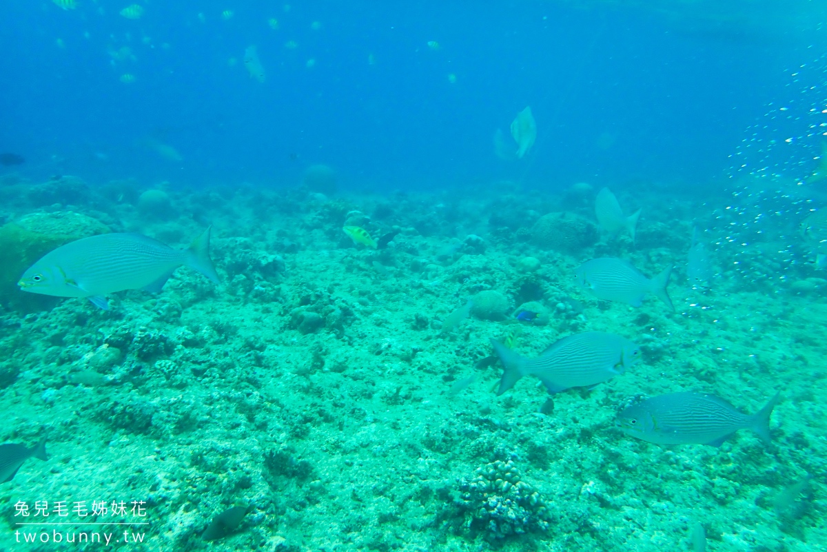 薄荷島跳島》巴里卡薩大斷層 Balicasag Island～世界級珊瑚保護區，超夢浮潛勝地 @兔兒毛毛姊妹花