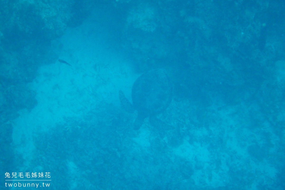 薄荷島跳島》巴里卡薩大斷層 Balicasag Island～世界級珊瑚保護區，超夢浮潛勝地 @兔兒毛毛姊妹花