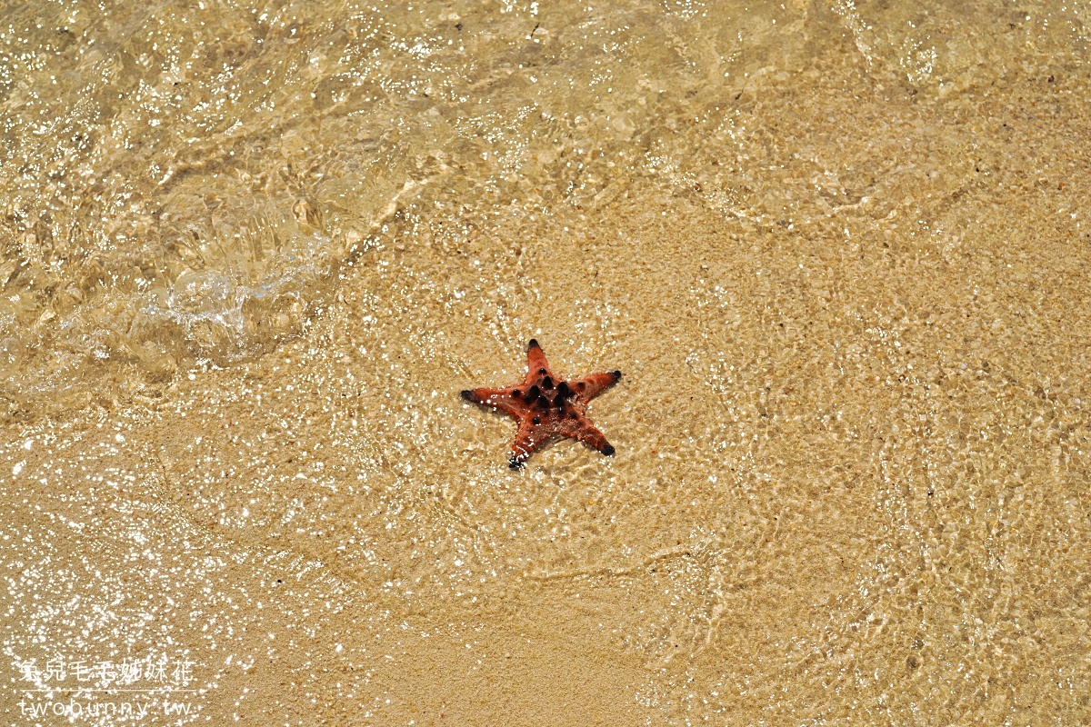 富國島海星沙灘 Starfish Beach｜放眼望去都是大紅海星的秘境沙灘 @兔兒毛毛姊妹花