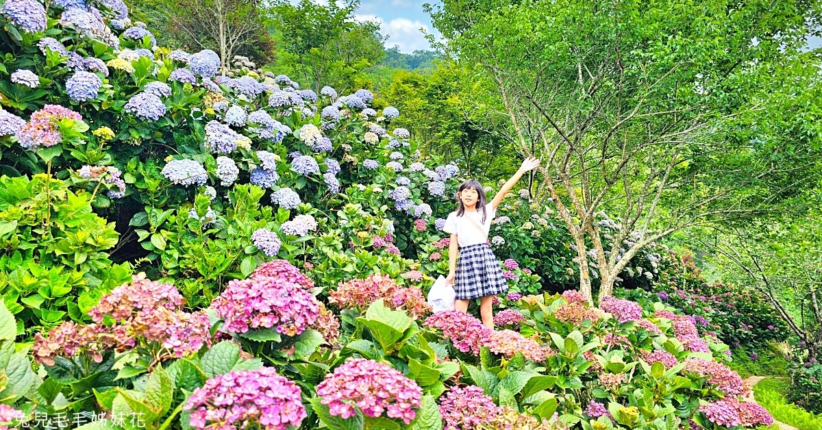 碧絡角花園咖啡｜苗栗南庄山中秘境賞花景觀餐廳，繡球花綻放中，秋冬賞楓、賞櫻 @兔兒毛毛姊妹花