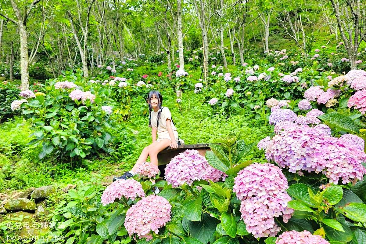 碧絡角花園咖啡｜苗栗南庄山中秘境賞花景觀餐廳，繡球花綻放中，秋冬賞楓、賞櫻 @兔兒毛毛姊妹花