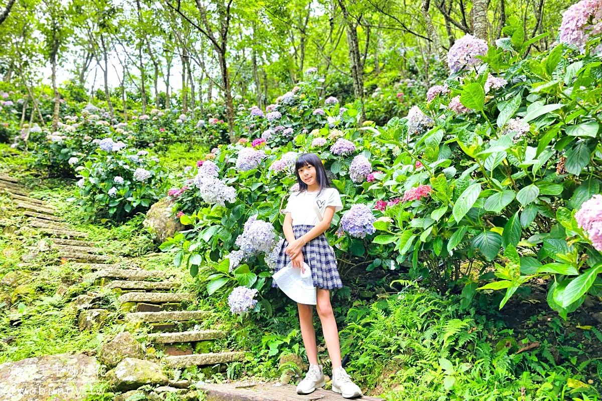 碧絡角花園咖啡｜苗栗南庄山中秘境賞花景觀餐廳，繡球花綻放中，秋冬賞楓、賞櫻 @兔兒毛毛姊妹花