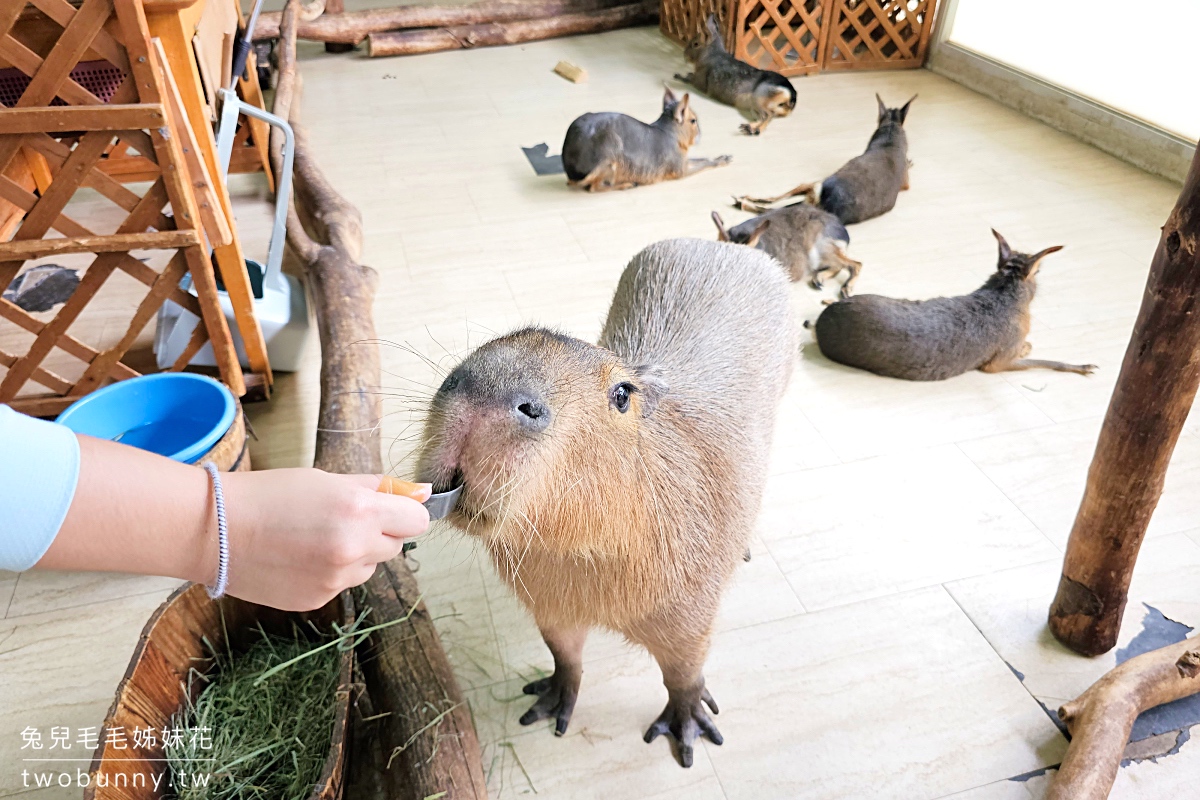 2025大阪親子景點TOP13推薦～大阪親子遊必訪遊樂園、水族館、動物園、室內景點 @兔兒毛毛姊妹花