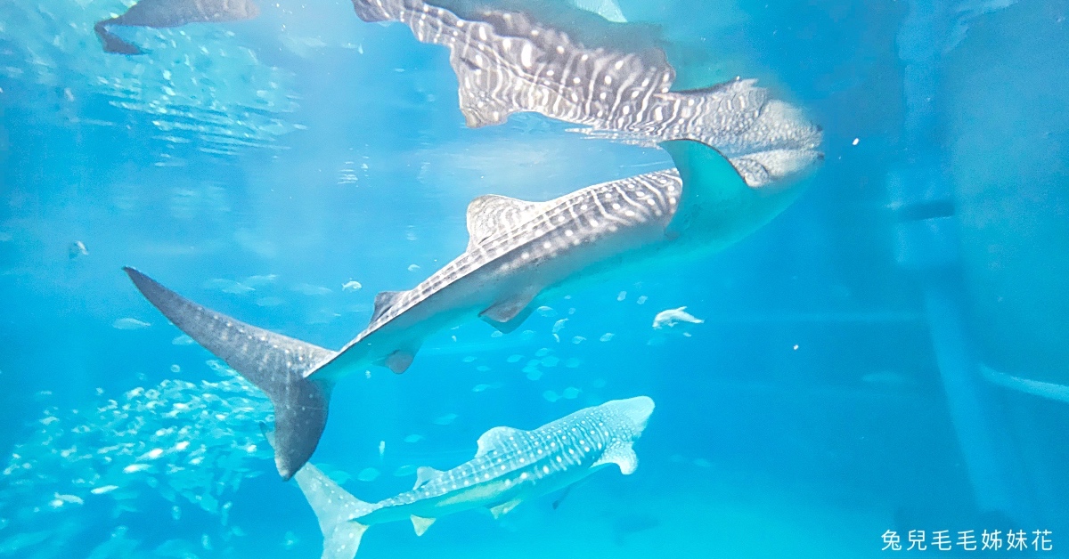 東京水族館｜五間東京必訪水族館門票、交通、特色大評比 &#038; 玩樂攻略 @兔兒毛毛姊妹花