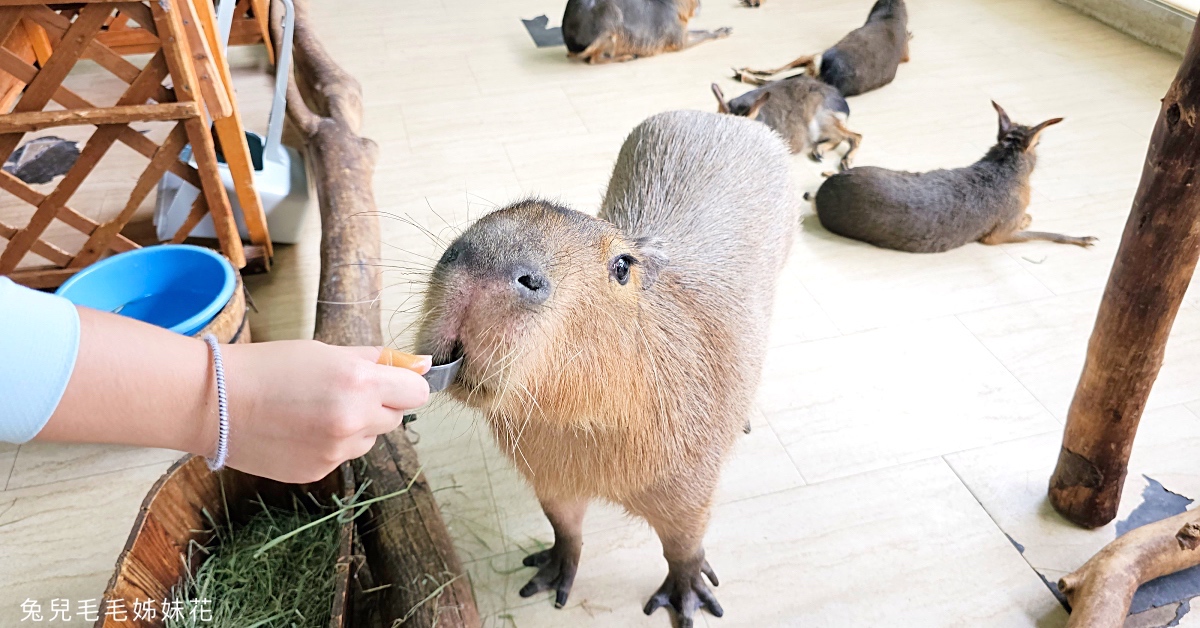 大阪景點》天保山動物園｜天保山アニパ～海遊館旁平價室內動物園，和袋鼠、水豚君親密互動 @兔兒毛毛姊妹花