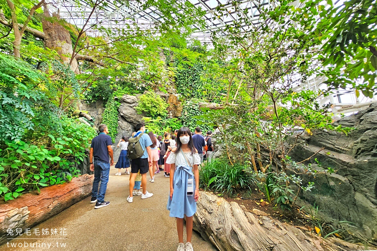 大阪景點【海遊館】超震撼鯨鯊大洋池，還有企鵝和笑咪咪海豹｜大阪雨天景點、室內景點 @兔兒毛毛姊妹花