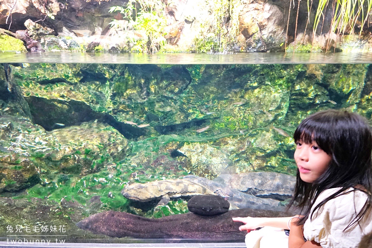 京都景點【京都水族館】巨大山椒魚太驚人!! 還有可愛企鵝、海豹、療癒水母牆 @兔兒毛毛姊妹花