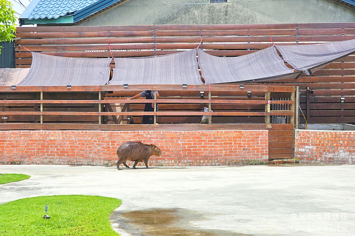 樹林親子餐廳【紅磚園邸】萌萌水豚、狐獴、白袋鼠陪用餐的超人氣老宅咖啡廳 @兔兒毛毛姊妹花